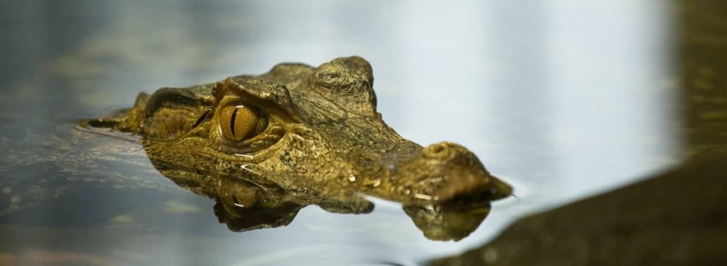 Are crocs edible? | Not As Crazy As It Sounds!